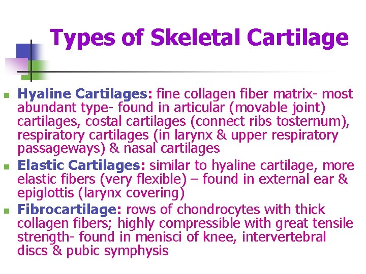Types of Skeletal Cartilage n n n Hyaline Cartilages: fine collagen fiber matrix- most