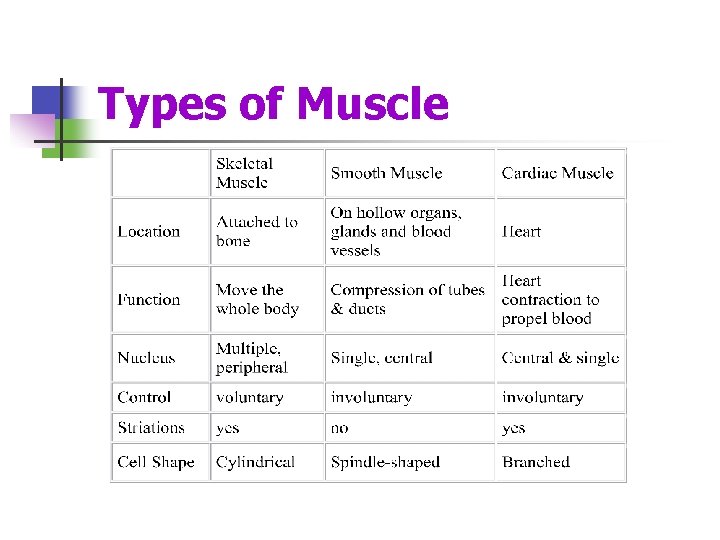 Types of Muscle 
