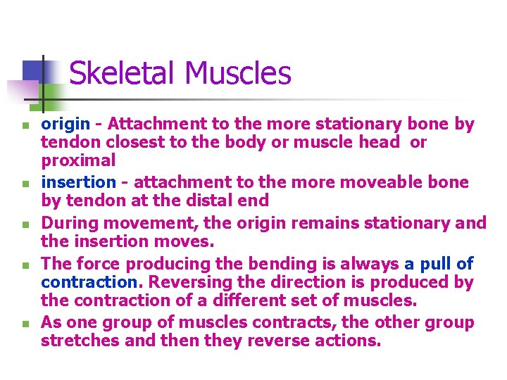 Skeletal Muscles n n n origin - Attachment to the more stationary bone by