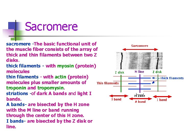 Sacromere sacromere -The basic functional unit of the muscle fiber consists of the array