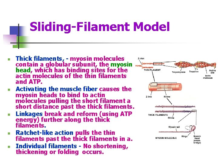 Sliding-Filament Model n n n Thick filaments, - myosin molecules contain a globular subunit,