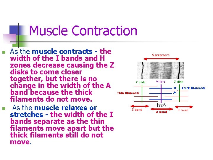 Muscle Contraction n n As the muscle contracts - the width of the I