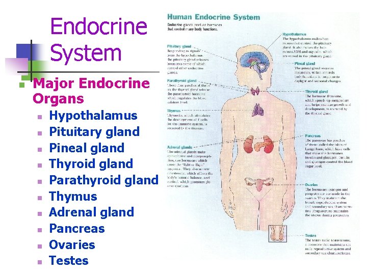 Endocrine System n Major Endocrine Organs n n n n n Hypothalamus Pituitary gland