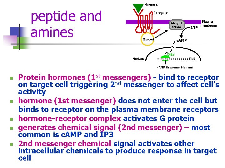 peptide and amines n n n Protein hormones (1 st messengers) - bind to