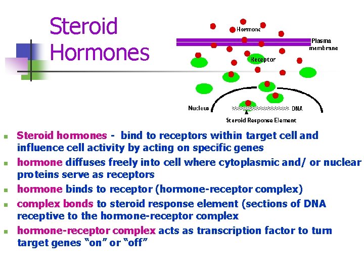 Steroid Hormones n n n Steroid hormones - bind to receptors within target cell