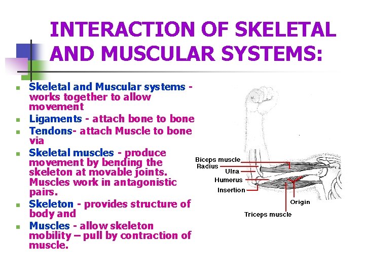 INTERACTION OF SKELETAL AND MUSCULAR SYSTEMS: n n n Skeletal and Muscular systems works