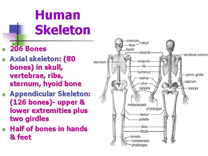 Human Skeleton n n 206 Bones Axial skeleton: (80 bones) in skull, vertebrae, ribs,