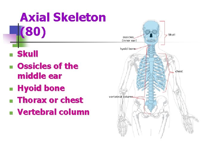 Axial Skeleton (80) n n n Skull Ossicles of the middle ear Hyoid bone