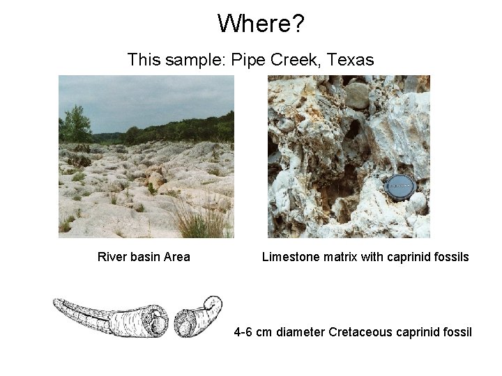 Where? This sample: Pipe Creek, Texas River basin Area Limestone matrix with caprinid fossils