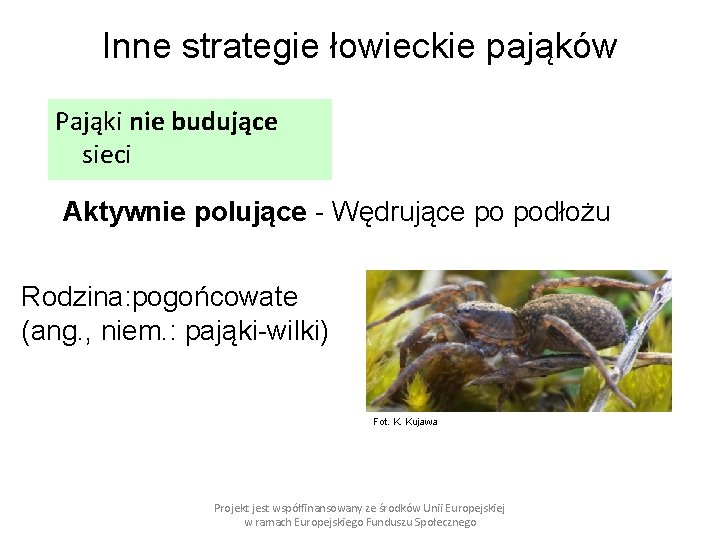 Inne strategie łowieckie pająków Pająki nie budujące sieci Aktywnie polujące - Wędrujące po podłożu