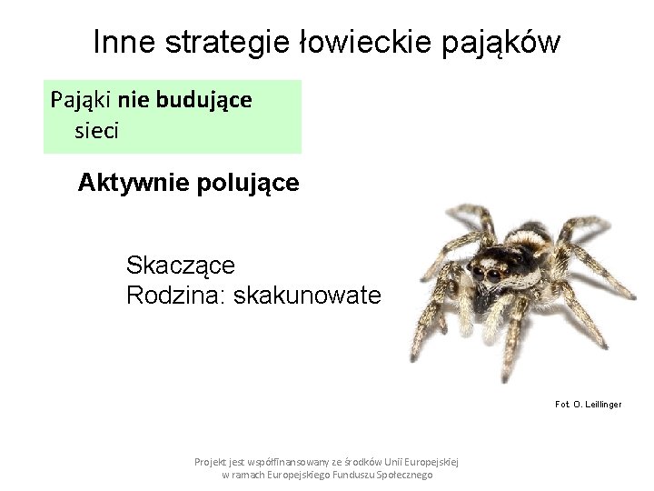 Inne strategie łowieckie pająków Pająki nie budujące sieci Aktywnie polujące Skaczące Rodzina: skakunowate Fot.