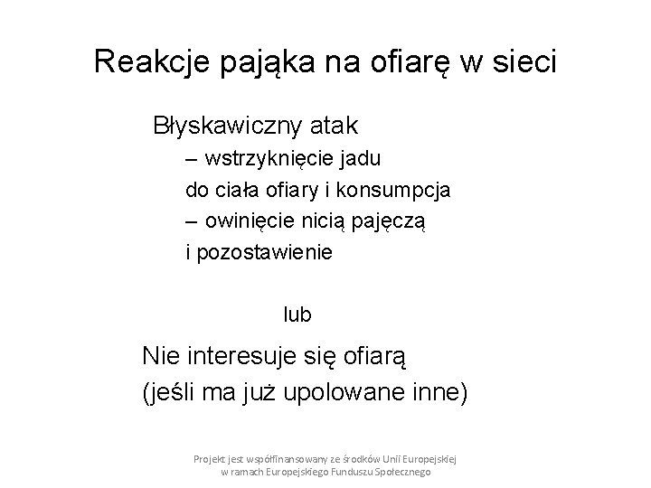 Reakcje pająka na ofiarę w sieci Błyskawiczny atak – wstrzyknięcie jadu do ciała ofiary