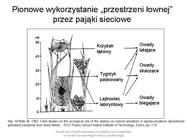 Pionowe wykorzystanie „przestrzeni łownej” przez pająki sieciowe Krzyżak łąkowy Tygrzyk paskowany Lejkowiec labiryntowy Owady