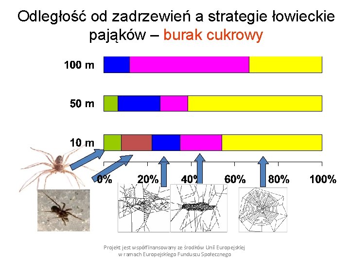 Odległość od zadrzewień a strategie łowieckie pająków – burak cukrowy Projekt jest współfinansowany ze