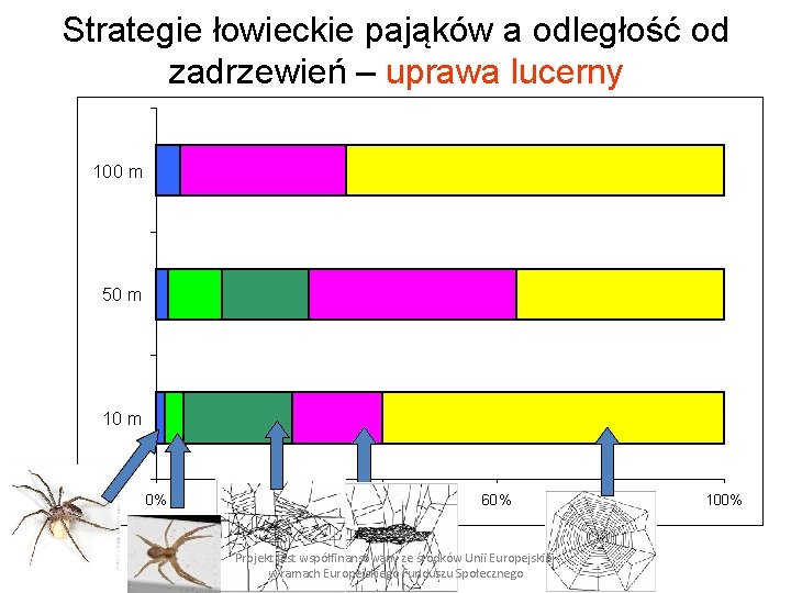 Strategie łowieckie pająków a odległość od zadrzewień – uprawa lucerny 100 m 50 m