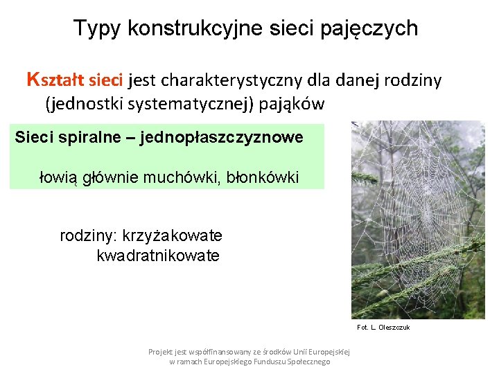 Typy konstrukcyjne sieci pajęczych Kształt sieci jest charakterystyczny dla danej rodziny (jednostki systematycznej) pająków