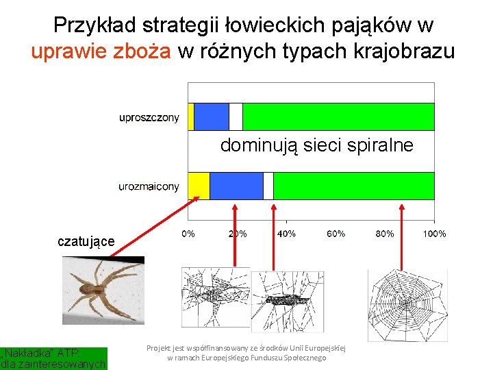 Przykład strategii łowieckich pająków w uprawie zboża w różnych typach krajobrazu dominują sieci spiralne