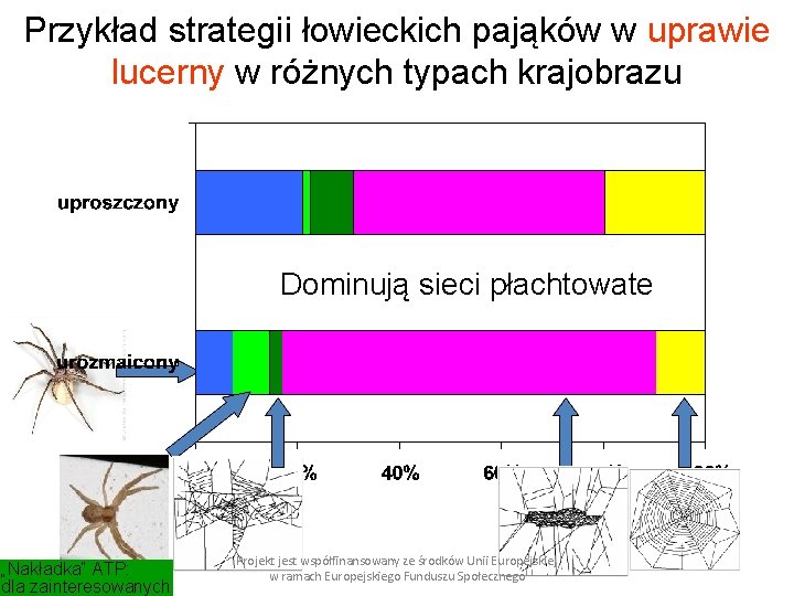 Przykład strategii łowieckich pająków w uprawie lucerny w różnych typach krajobrazu Dominują sieci płachtowate