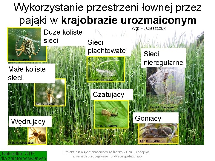 Wykorzystanie przestrzeni łownej przez pająki w krajobrazie urozmaiconym Duże koliste sieci Sieci płachtowate Fot.