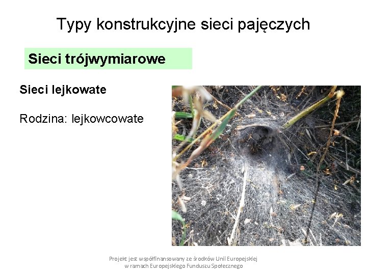 Typy konstrukcyjne sieci pajęczych Sieci trójwymiarowe Sieci lejkowate Rodzina: lejkowcowate Projekt jest współfinansowany ze