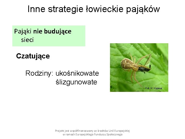 Inne strategie łowieckie pająków Pająki nie budujące sieci Czatujące Rodziny: ukośnikowate ślizgunowate Fot. K.