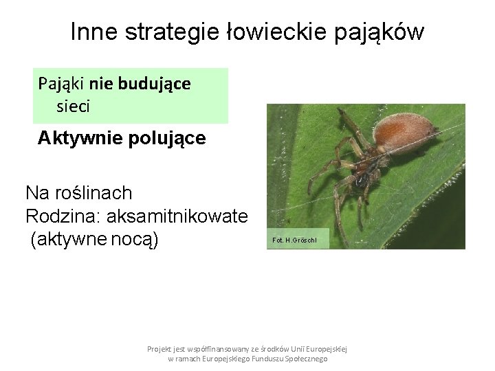 Inne strategie łowieckie pająków Pająki nie budujące sieci Aktywnie polujące Na roślinach Rodzina: aksamitnikowate