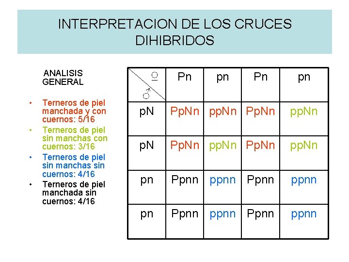 INTERPRETACION DE LOS CRUCES DIHIBRIDOS ANALISIS GENERAL • • Terneros de piel manchada y