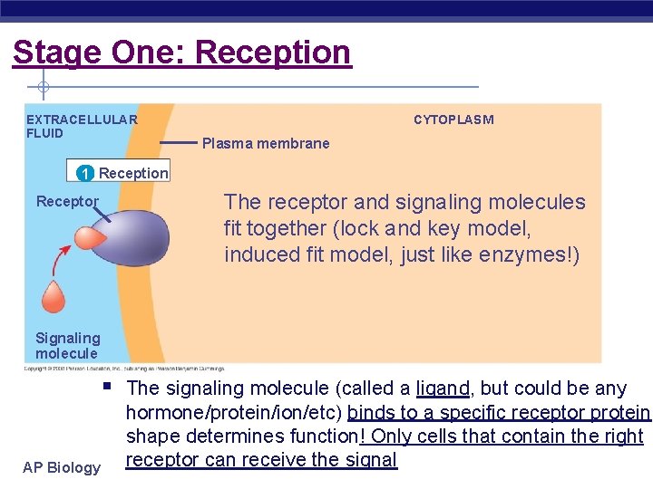 Stage One: Reception EXTRACELLULAR FLUID CYTOPLASM Plasma membrane 1 Reception Receptor The receptor and