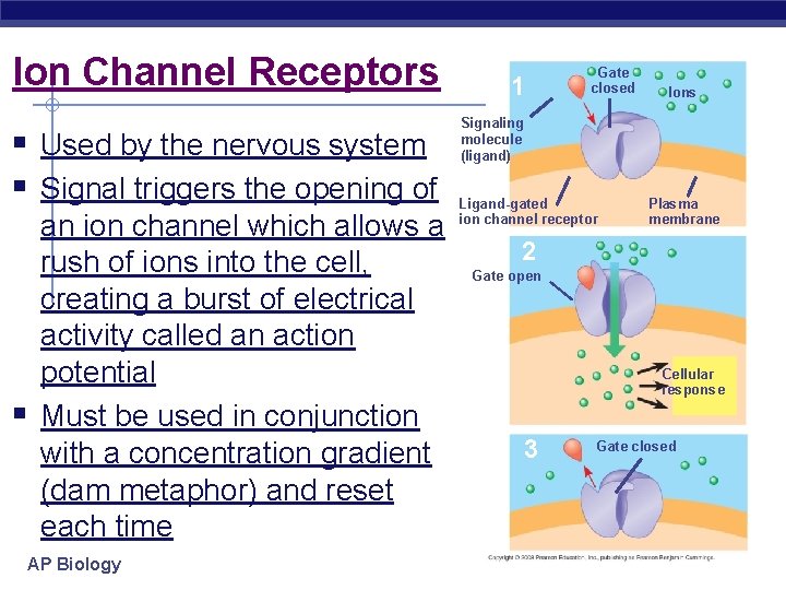 Ion Channel Receptors § Used by the nervous system § Signal triggers the opening