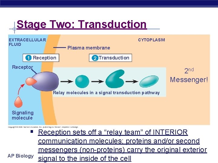 Stage Two: Transduction CYTOPLASM EXTRACELLULAR FLUID Plasma membrane 1 Reception 2 Transduction Receptor 2