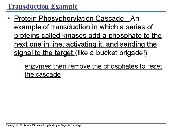 Transduction Example • Protein Phosyphorylation Cascade - An example of transduction in which a