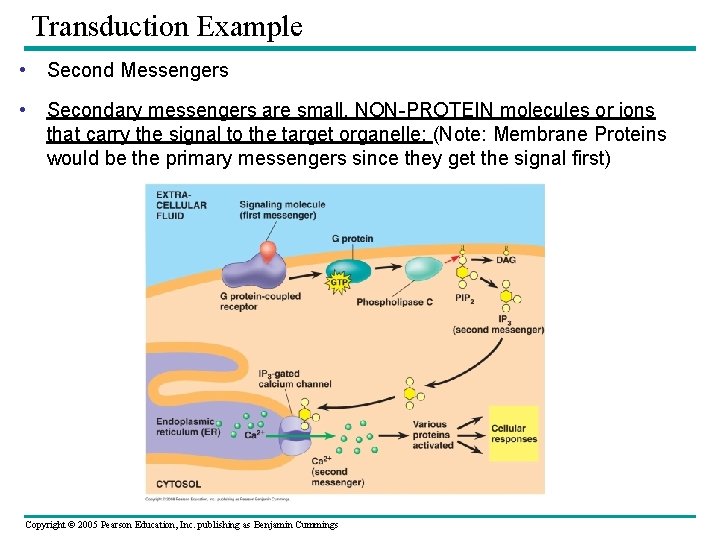 Transduction Example • Second Messengers • Secondary messengers are small, NON-PROTEIN molecules or ions