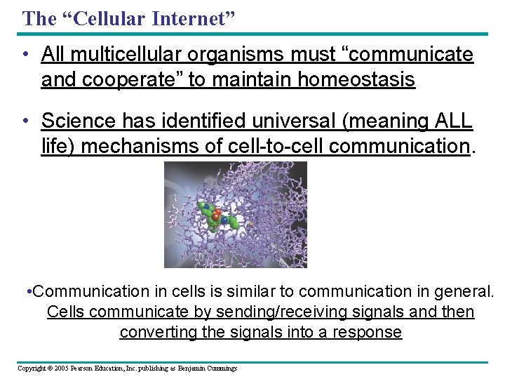 The “Cellular Internet” • All multicellular organisms must “communicate and cooperate” to maintain homeostasis