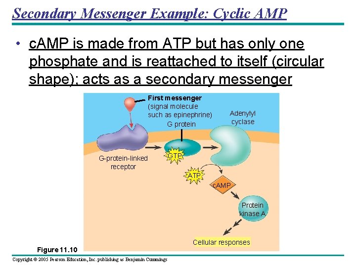 Secondary Messenger Example: Cyclic AMP • c. AMP is made from ATP but has