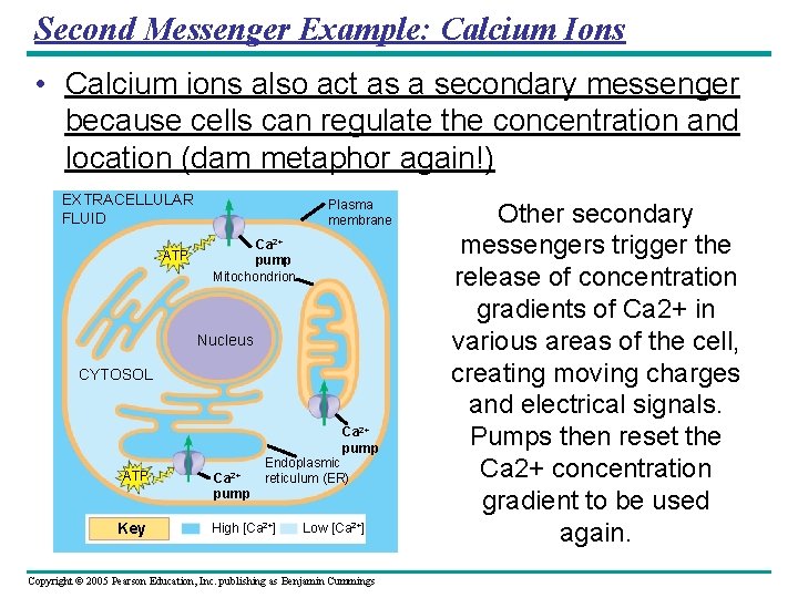 Second Messenger Example: Calcium Ions • Calcium ions also act as a secondary messenger