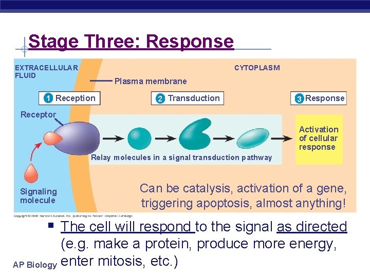 Stage Three: Response CYTOPLASM EXTRACELLULAR FLUID Plasma membrane 1 Reception 2 Transduction 3 Response