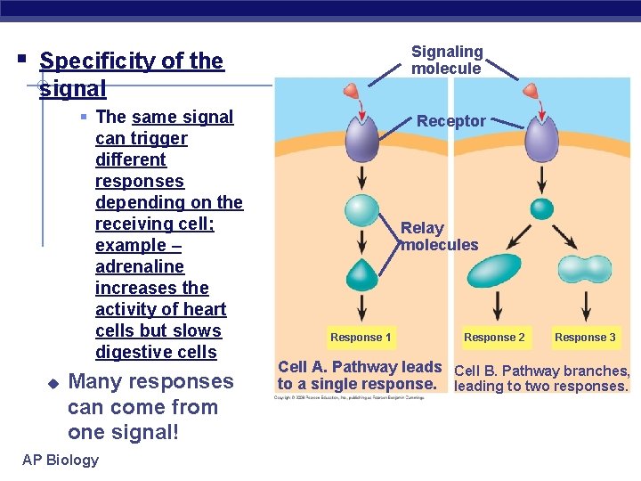 Signaling molecule § Specificity of the signal § The same signal can trigger different