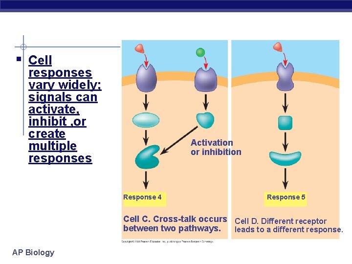 § Cell responses vary widely; signals can activate, inhibit , or create multiple responses