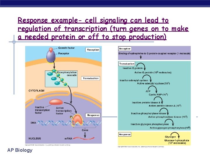 Response example- cell signaling can lead to regulation of transcription (turn genes on to