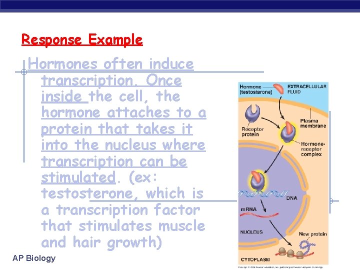 Response Example Hormones often induce transcription. Once inside the cell, the hormone attaches to
