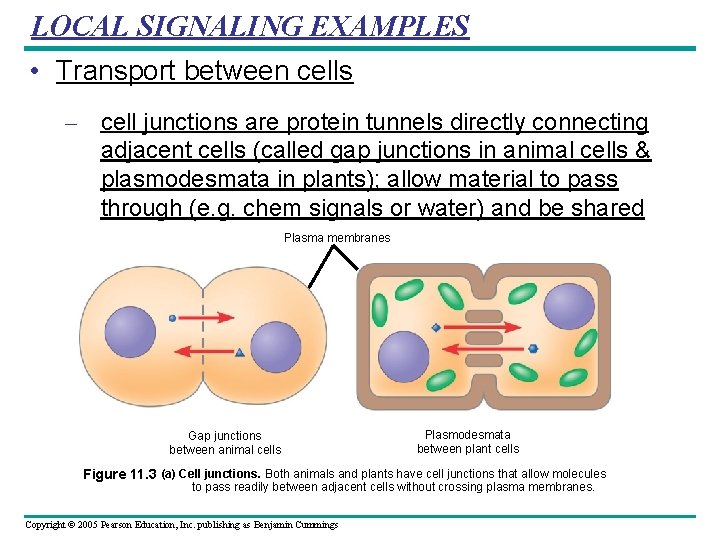 LOCAL SIGNALING EXAMPLES • Transport between cells – cell junctions are protein tunnels directly