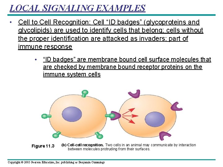 LOCAL SIGNALING EXAMPLES • Cell to Cell Recognition: Cell “ID badges” (glycoproteins and glycolipids)