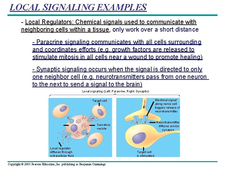 LOCAL SIGNALING EXAMPLES - Local Regulators: Chemical signals used to communicate with neighboring cells