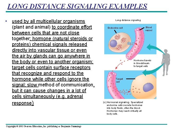 LONG DISTANCE SIGNALING EXAMPLES • used by all multicellular organisms (plant and animal) to