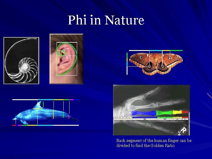  Phi in Nature Each segment of the human finger can be divided to