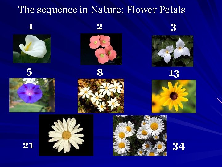 The sequence in Nature: Flower Petals 1 2 3 5 8 13 21 34