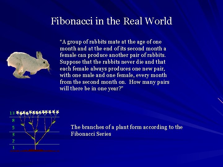 Fibonacci in the Real World “A group of rabbits mate at the age of