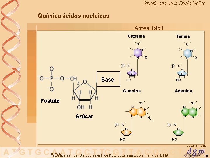 Significado de la Doble Hélice Química ácidos nucleicos Antes 1951 Base Fostato Azúcar Antonio