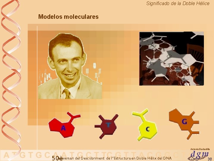 Significado de la Doble Hélice Modelos moleculares Antonio Barbadilla Aniversari del Descobriment de l’’Estructura