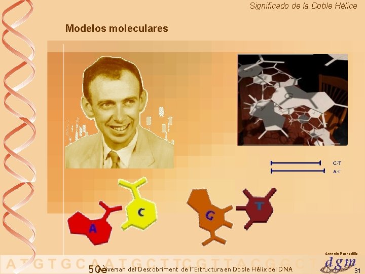 Significado de la Doble Hélice Modelos moleculares Antonio Barbadilla Aniversari del Descobriment de l’’Estructura